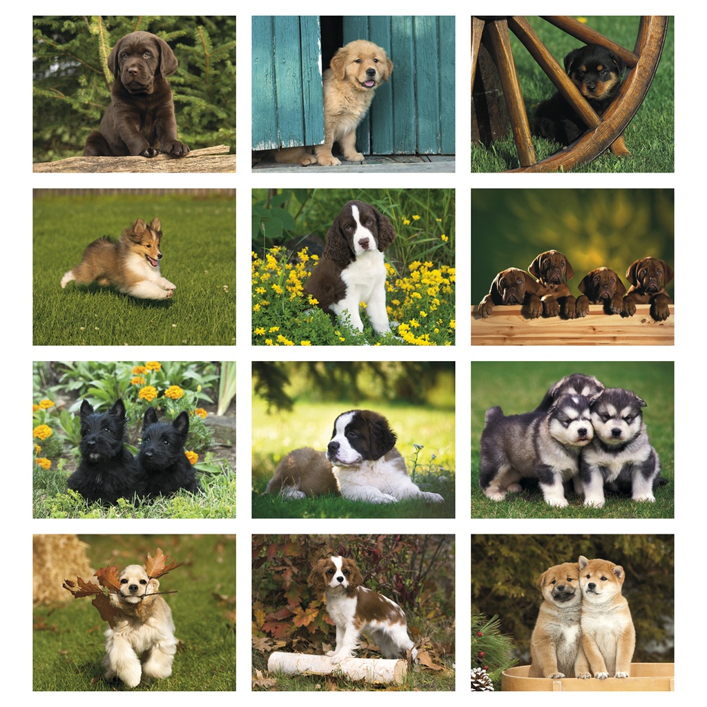 Puppies Wall Calendar